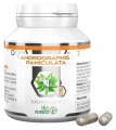 Andrographis Paniculata 90 kaps., Botamed.webp